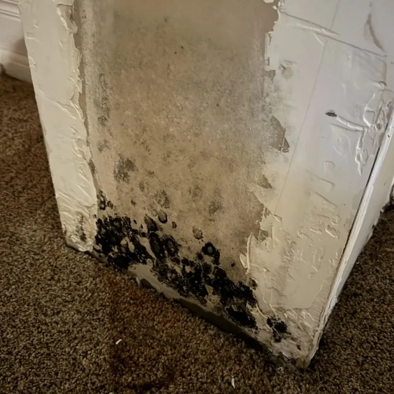 Professional Mold Removal in Santa Fe, TX